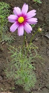  Plant